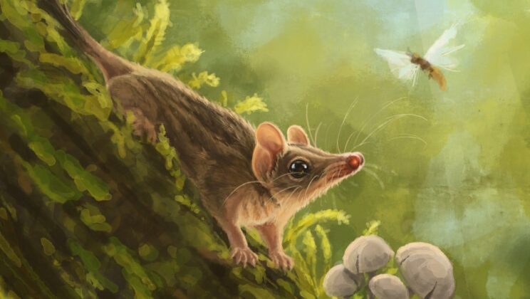Ancient Australian Fossil Rewrites the Family Tree of Marsupial Predators With the Earliest Known True Dasyurid Ever Found