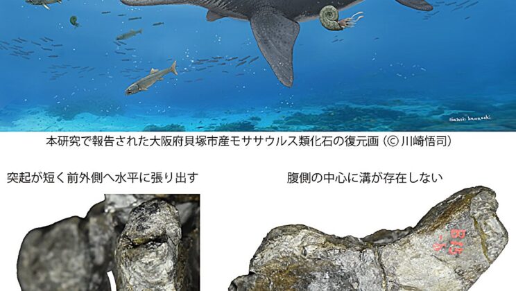 Japanese Museum Reexamination Uncovers First Known Mosasaur Premaxilla Fossil in the Country