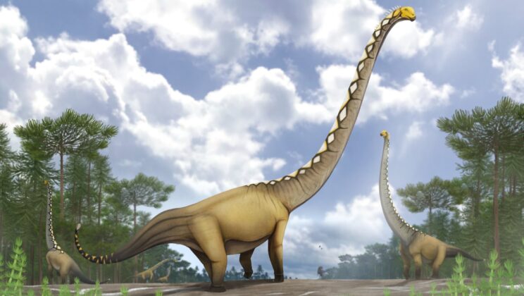 Thailand Fossil Reveals Uragasaurus kalasinensis, the First Named Mamenchisaurid Dinosaur From the Country