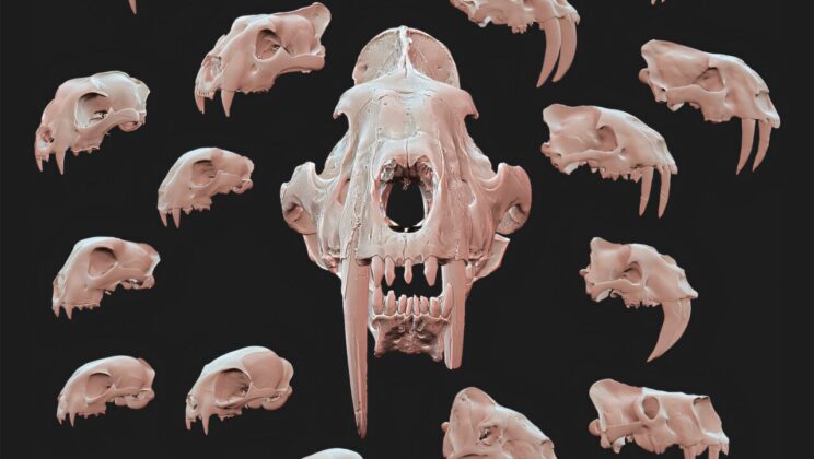 Museum Fossil Misidentified for Decades Turns Out to Be One of North America’s Earliest Saber-Toothed Cats and Reveals How Their Iconic Fangs First Evolved