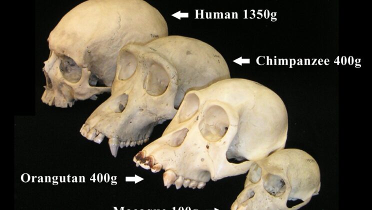 Brain Size May Have Lagged Behind Body Growth in Human Evolution Before Surging Beyond Expectations, New Analysis Suggests