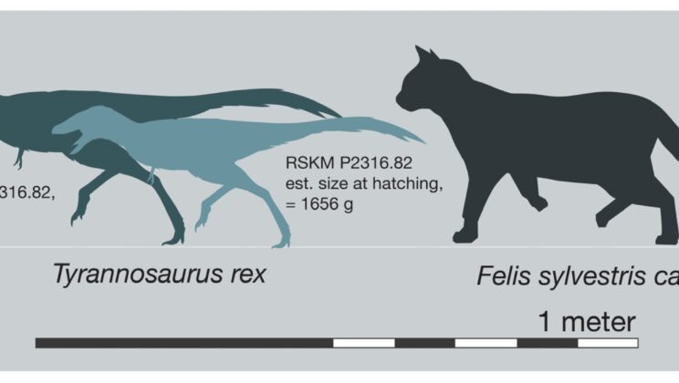 Tiny T. rex Hatchlings Were House-Cat Sized and Likely Ready to Hunt Soon After Hatching, Study Finds