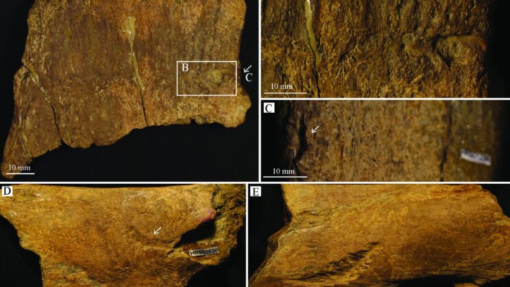 Fossil Tooth Marks on Wyoming Dinosaur Bones Point to Tyrannosaurus rex Feeding Activity