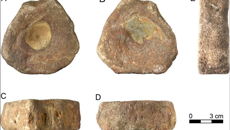 Ancient Roman Britons May Have Collected 100-Million-Year-Old Ichthyosaur Fossils Out of Curiosity, Ritual, or Mythology, Study Finds