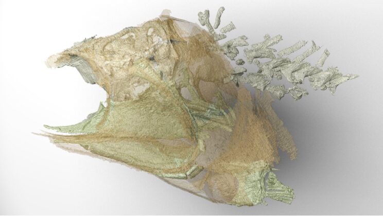 300-Million-Year-Old Fossil Fish Brain Reveals Early Ray-Finned Fish Evolution, Study Finds