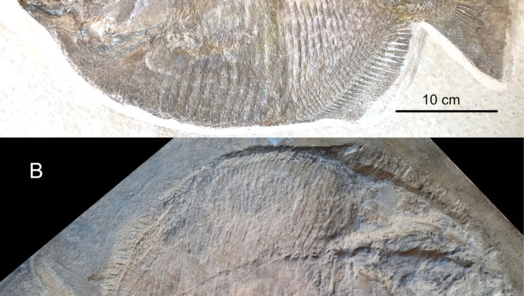 Ultraviolet Light Reveals Hidden Anatomy in 152-Million-Year-Old Jurassic Fish Fossils