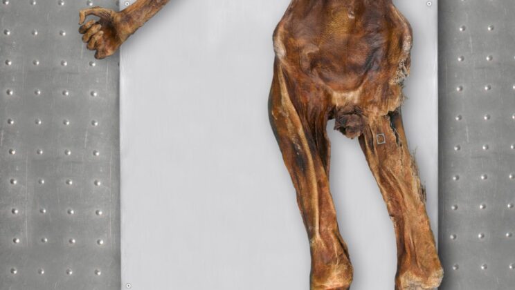 The 5,300-year-old Iceman is not as frozen in time as he seems