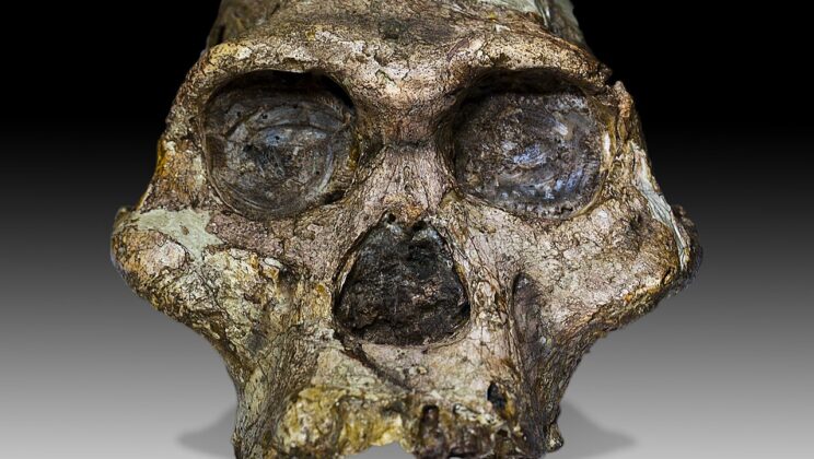 Australopithecus and Paranthropus may belong inside a much larger Homo