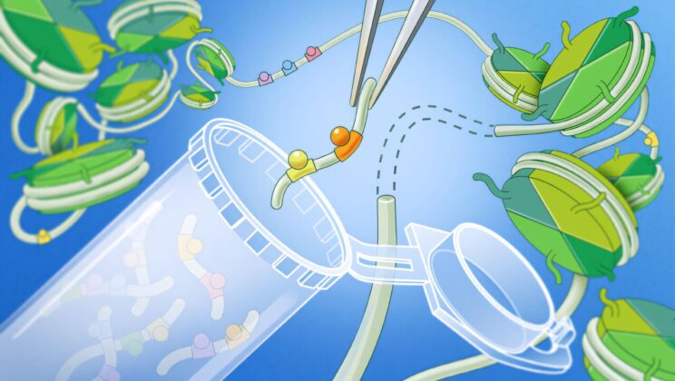 Even active gene enhancers spent much of their time hidden inside nucleosomes, with single-molecule measurements showing the typical enhancer was fully accessible in only about 48% of DNA molecules at any given moment