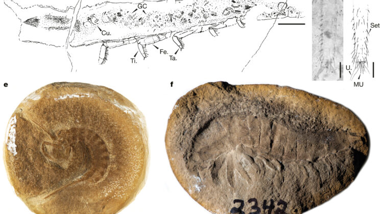 Early insects spent millions of years adapting to life between water and land