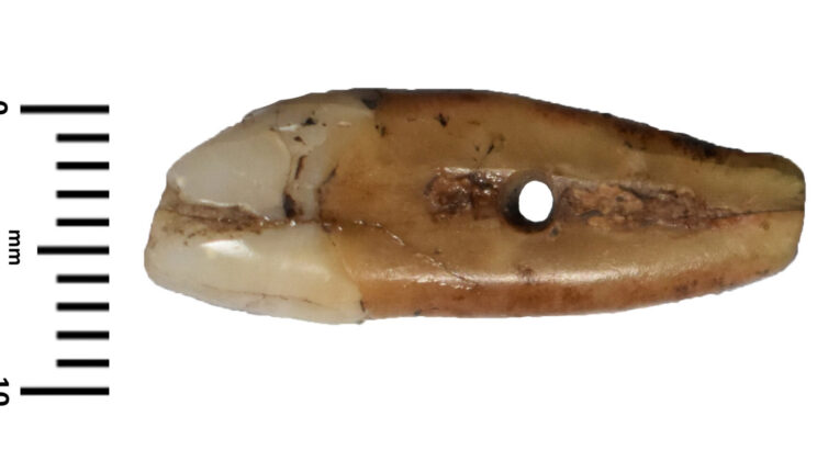 A 6,500-year-old human tooth was turned into a carefully crafted pendant in Neolithic Serbia