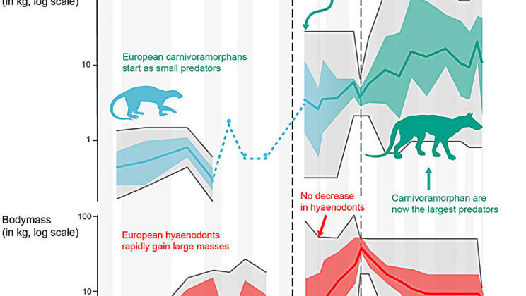 Europe’s hyaenodonts did not disappear when rival predators expanded—they survived for millions of years