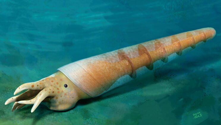 520-Million-Year-Old Fossil From South China Preserves the Earliest Known Cephalopod Siphuncle, Bridging a 30-Million-Year Evolutionary Gap