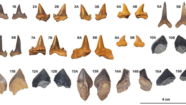 Seven shark species once lived in the tropical sea covering Egypt’s Western Desert
