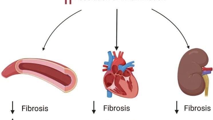 Cmpd17b lowered blood pressure while easing kidney fibrosis in hypertensive mice
