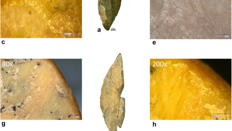 Neanderthals used overlooked bone fragments as hammers, wedges and tools for working hides and plants