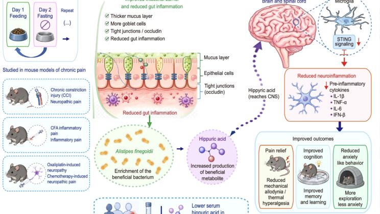 Intermittent fasting eased chronic pain in mice by changing a gut bacterium and immune signaling