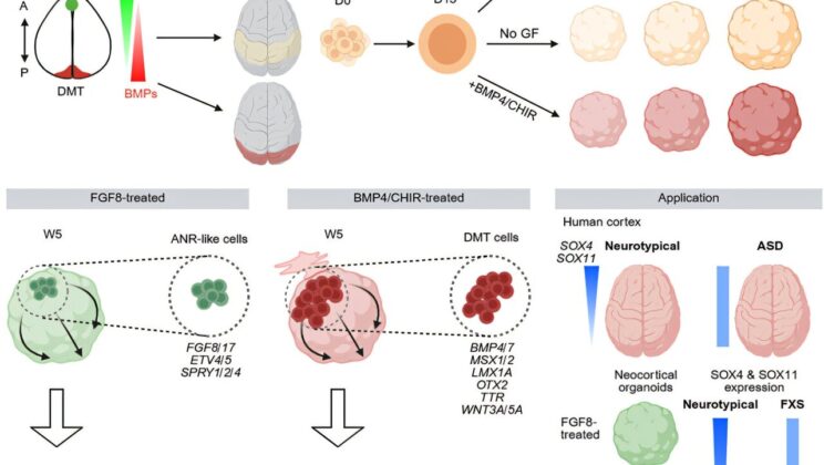 Lab-grown brain tissue takes on distinct front and back identities like the developing human cortex