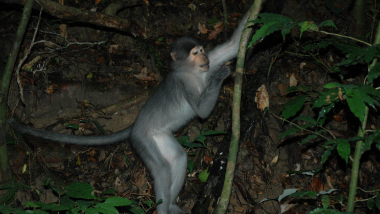 Sooty mangabeys bend the middle of their feet nearly as much as chimpanzees bend their ankles while climbing