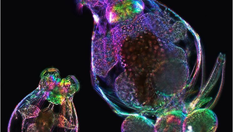 Maternal-age effects did not accumulate across generations, but they took opposite paths in two rotifer strains