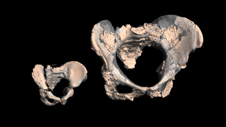 The human birth canal may have evolved more for pelvic floor stability than efficient walking