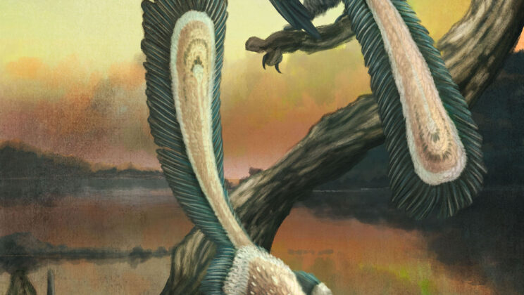 Archaeopteryx may have needed two or three jumps to take flight