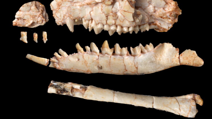 Nearly Complete Gobi Desert Fossil Overturns 40 Years of Ancient Mammal Evolution Built on Teeth Alone
