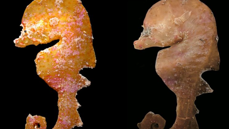 After Nearly 80 Years of Mistaken Identity, Eight Elusive Deep-Water Fishes Turned Out Not to Be Seahorses at All