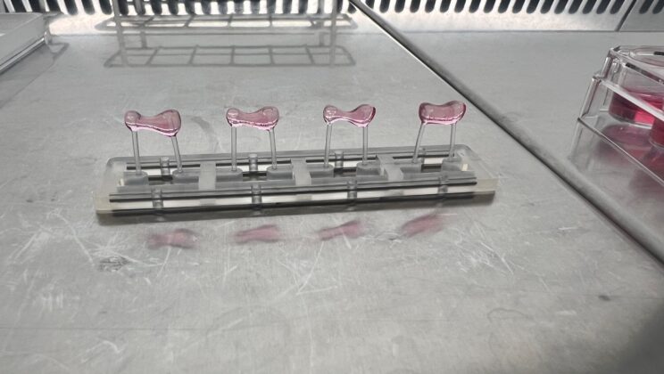 Urolithin A targets a single cysteine to improve heart relaxation in mice with HFpEF