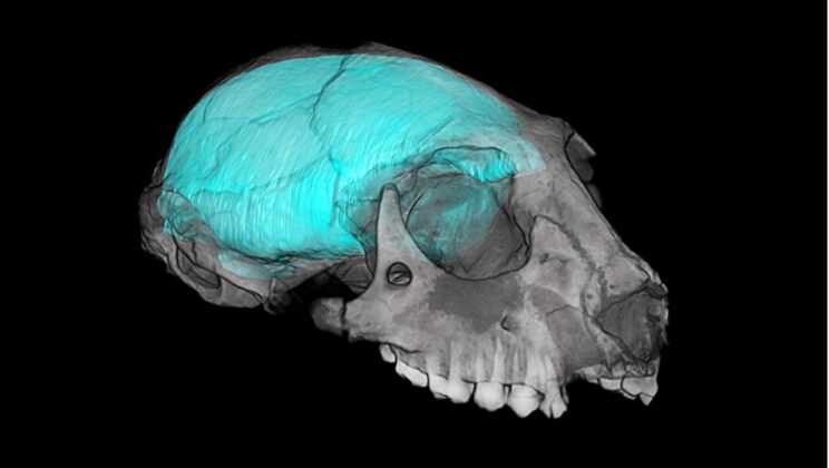 Vision, not the frontal lobe, drove the biggest expansion of the primate brain