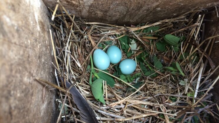 Birds add fresh greenery to their nests, but scientists still cannot explain why it helps their young