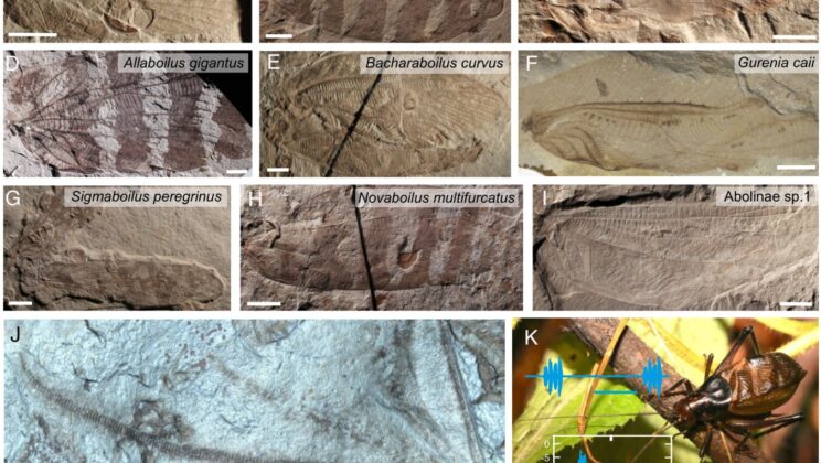 165 million years ago, some katydid relatives may have called above the range of human hearing