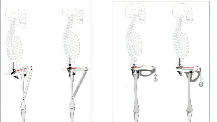 The modern human male pelvis may be the evolutionary outlier, not the Neanderthal pelvis