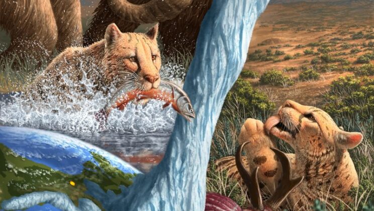 The extinct “American cheetah” lived in the Arctic—and ate a surprising amount of aquatic food