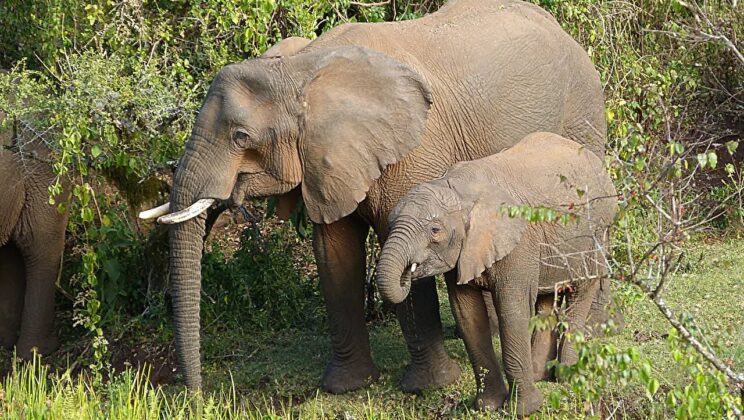 Sick elephants on Mount Elgon reportedly target specific plants, while mothers mix some with milk for their calves