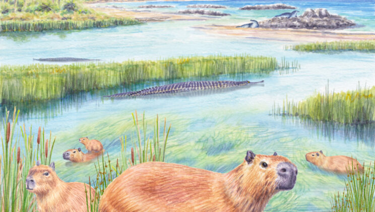 Capybaras once lived in a wet, palm-filled landscape where the Atacama Desert now stands
