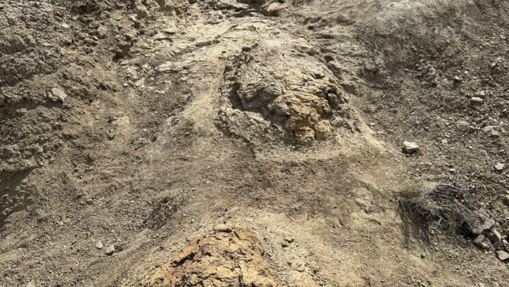 Four 1-meter footprints from 66.5 million years ago may be the first trackway left by an adult T. rex