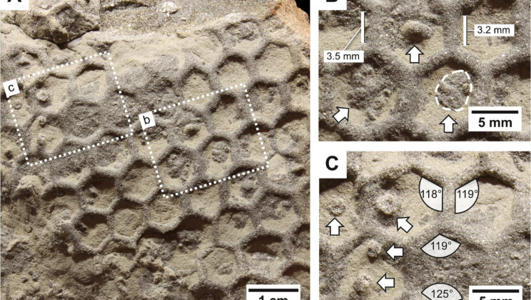 Tiny crustaceans may have built the mysterious hexagonal tunnels found in seafloor fossils