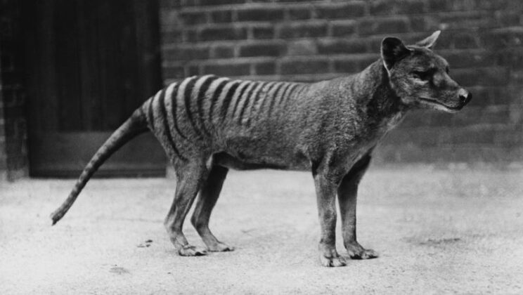 The thylacine had a wolf-like skull that no living predator can truly match