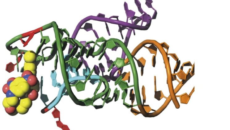RhoBAST’s fluorescent signal begins with one RNA nucleotide flipping out to make room for a dye