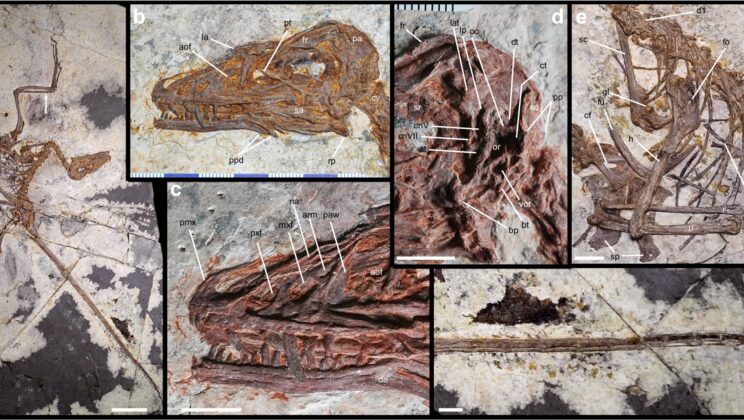 The bones of a 57-centimeter dinosaur preserve a different path to flight