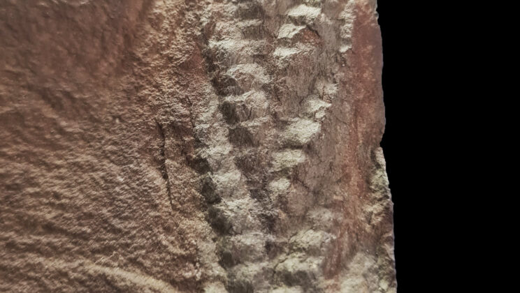 This half-billion-year-old Charnia frond was buried in a sediment flow instead of flattened on the seafloor