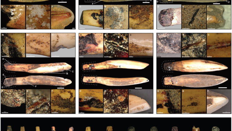 Plant resin held these wallaby teeth in place as jewelry more than 1,000 years ago