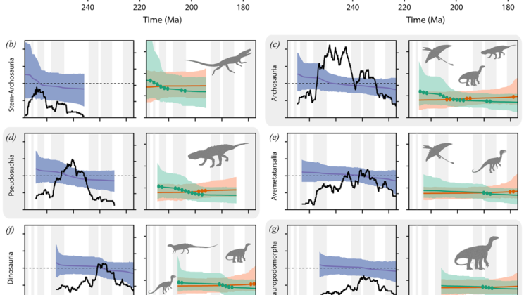 Archosauromorphs exploded into new species after the end-Permian extinction, then their speciation steadily slowed
