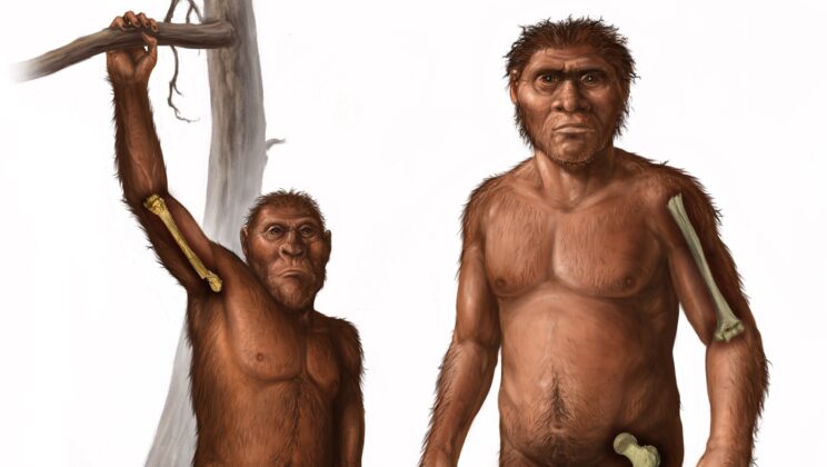 Little Foot’s 3.67-million-year-old bones preserve a split locomotor signature: ape-like arms, human-like leg loading, and a life spent between trees and the ground