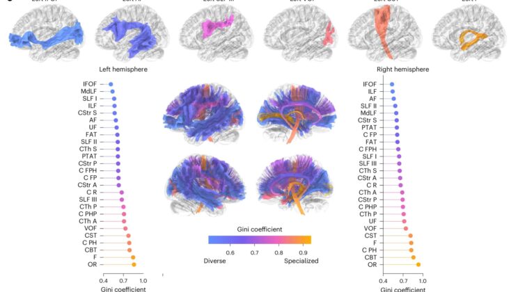 White matter tracts that span the cortical hierarchy are linked to more diverse cognitive functions