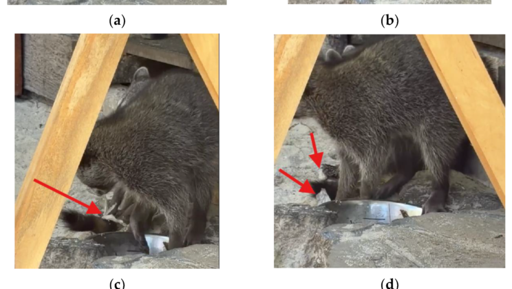 One Cozumel raccoon watched her sister make paper balls, then learned to make them herself