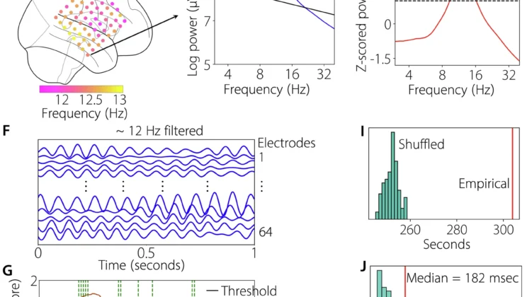 The brain’s memory waves can spiral, ripple outward or converge inward