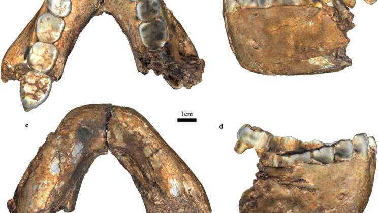 New fossil jaws reveal unexpected variation in a 2-million-year-old human relative