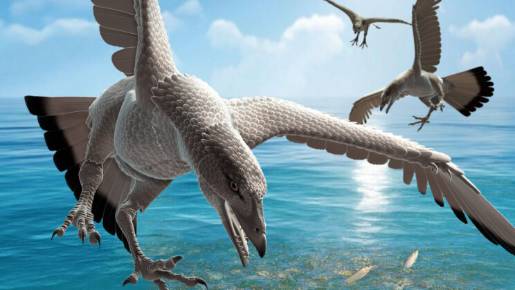 This 105-million-year-old bird bone reveals an unusual leg built with two distinctive crests